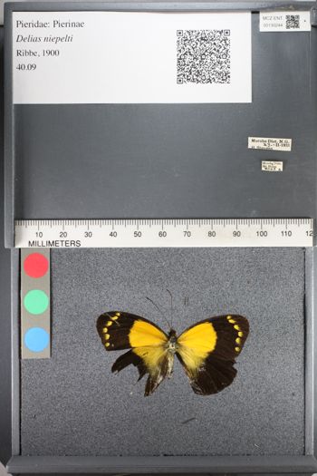 Media type: image;   Entomology 130244